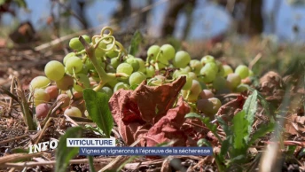 Vignes et vignerons à l'épreuve de la sécheresse