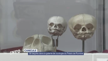 38 degrés dans la galerie de zoologie du Palais de Rumine