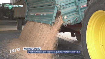 Une nouvelle exigence pour la qualité des récoltes de blé