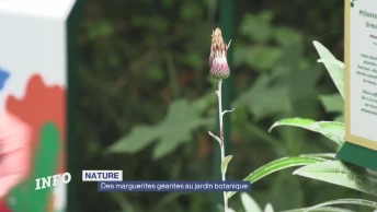 Et si la marguerite était un arbre