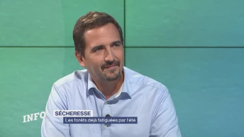 Les forêts déjà fatiguées par l'été