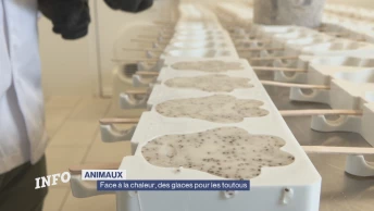 Face à la chaleur, des glaces pour les toutous