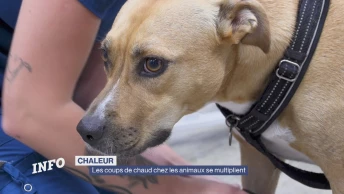 Les coups de chaud chez les animaux se multiplient