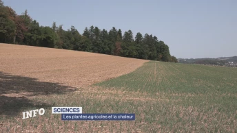 Les plantes agricoles et la chaleur