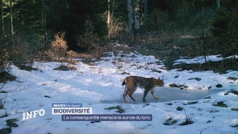 La consanguinité menace la survie du lynx en Suisse