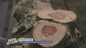 Le célèbre verger de Cheyres disparaît