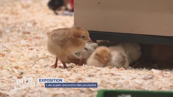 Les super-pouvoirs des poussins