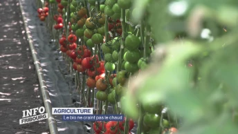 Agriculture: le bio ne craint pas le chaud