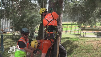 Nature : les arboristes grimpeurs se défient