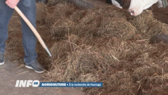Les agriculteurs cherchent du fourrage