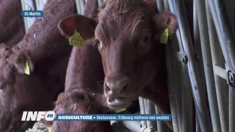 Sécheresse : Fribourg renforce son soutien