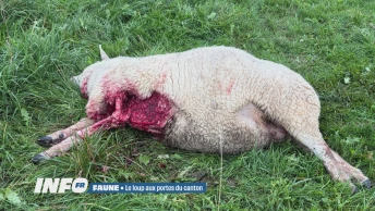 Le loup sévit dans la Broye