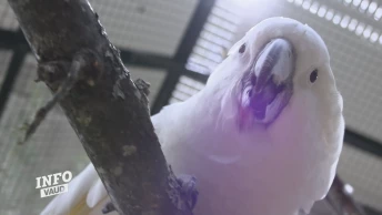Les oiseaux font le show à l'exposition nationale Swissbird