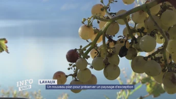 Lavaux: nouveau plan pour préserver un paysage d'exception