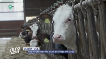 Des milliers de bovins privés d'estivage en France