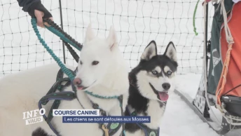Les chiens se sont défoulés aux Mosses