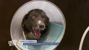 Dans les coulisses des urgences vétérinaires