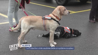 La Protection civile vaudoise recrute des chiens d'alerte