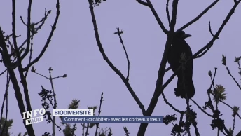 Comment «croâbiter» avec les corbeaux freux à Nyon