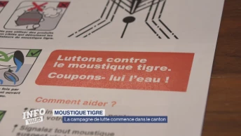 Moustique tigre : Campagne de lutte dans le canton