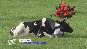 La saison d'alpage est lancée