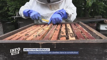 Inscrire la protection des abeilles dans la constitution