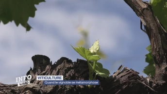 Un viticulteur se met à la culture des amandes