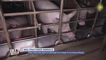 Des violences dans un élevage font réagir le monde politique