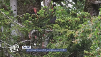 La cigogne noire a élu domicile en Suisse