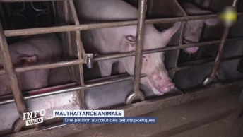 De la porcherie au cœur des débats politiques
