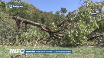 Des arbres arrachés à l'Arboretum d'Aubonne