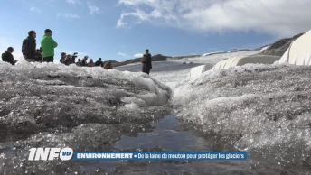 De la laine de mouton pour protéger les glaciers