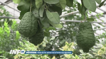 Bras de fer autour de la Ferme aux Agrumes