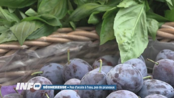 La sécheresse a pesé sur la récolte des pruneaux