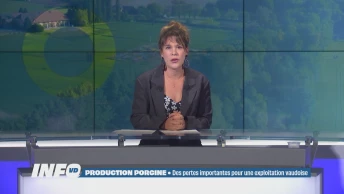 Une exploitation porcine vaudoise perd 800 porcelets