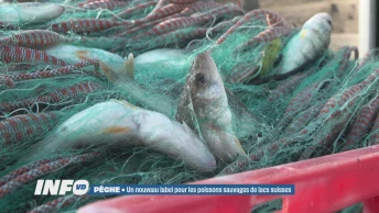 Un nouveau label pour les poissons sauvages de lacs suisses