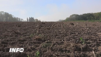 Bilan d'un été aride dans les champs
