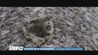 Festival de la Salamandre: Animaux, témoins de notre monde