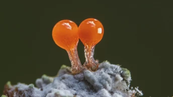 Myxomycètes, les architectes méconnus de nos forêts