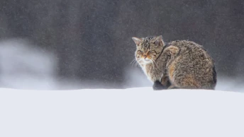 Le chat forestier, discret félin des forêts jurassiennes