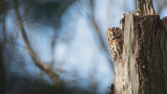 La chouette hulotte, reine du camouflage