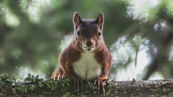 L’écureuil roux, agile jardinier de la forêt