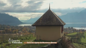 Balade dans les vignes de Montreux-Blonay