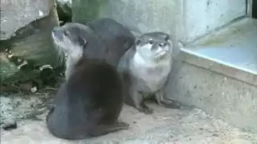 Les Nouvelles FR du 01.12.09