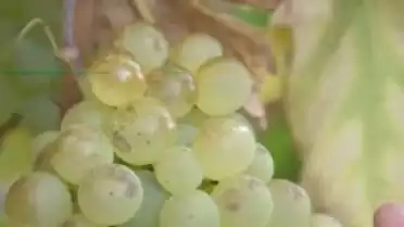 Les Nouvelles VD du 05.10.09