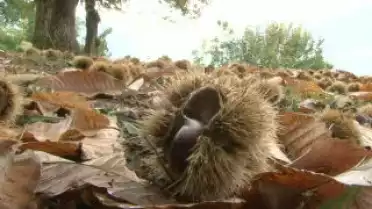 Les Nouvelles VD du 14.10.09