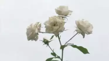 Les Nouvelles VD du 21.10.09