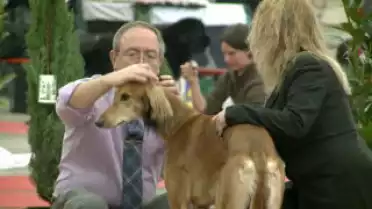 C&#039;est arrivé près de chez vous - Expos Canines Internationales