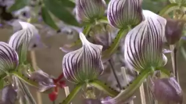 C&#039;est arrivé près de chez vous - Expo d&#039;orchidées à Yverdon