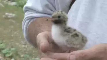 C'est l'été à La Télé du 23-07-10 - Le Lac de Neuchâtel